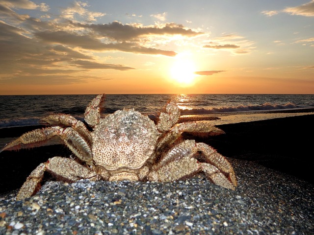 Can You Eat Shore Crabs in UK