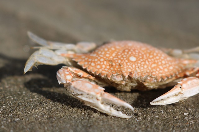 What are the key characteristics of shore crabs
