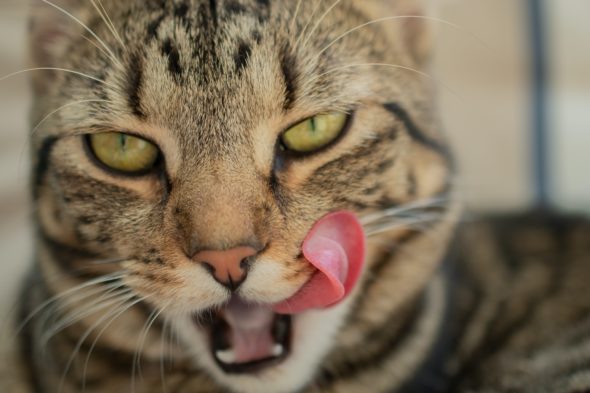 What could cause excessive lip licking and swallowing in cats